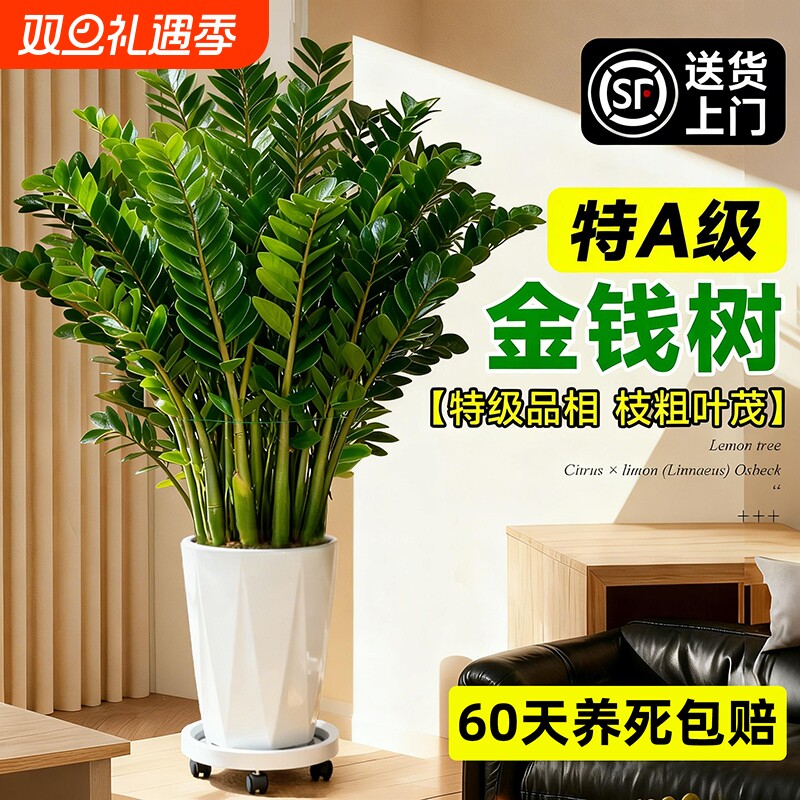 【除甲醛四季常青】特级金钱树