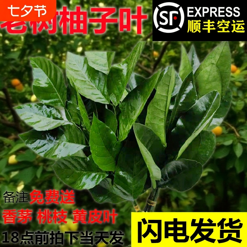 老树柚子叶新鲜现摘顺丰包邮