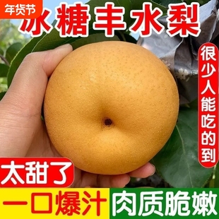 正宗山东秋月梨脆甜多汁新鲜当季梨子礼盒应季孕妇水果现发整箱包