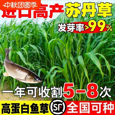 高丹王草种籽苏杂交四季产养