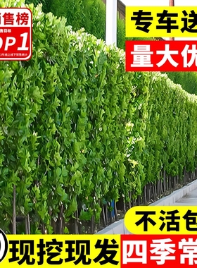 北海道黄杨绿篱冬青篱笆墙树苗围墙四季常青法国丛生大叶绿化