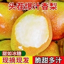 应季 正宗红香酥梨现摘青红皮香梨新鲜水果当季 整箱薄皮 脆甜