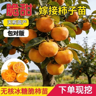 脆甜柿子树果苗嫁接庭院果树特大号盆栽矮化耐寒火晶柿子树苗种植
