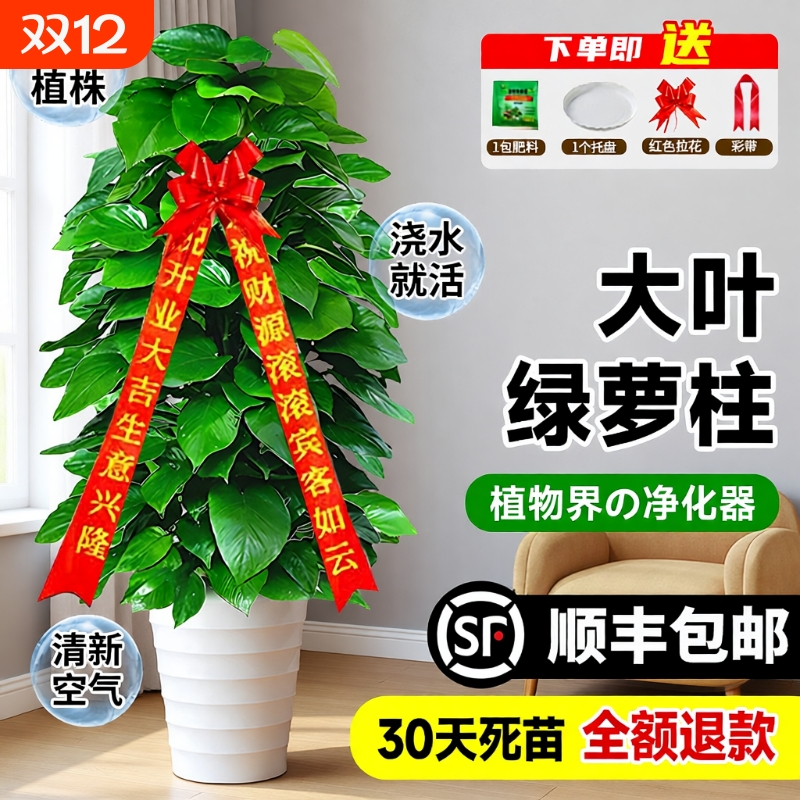 大叶绿萝柱大型盆栽空气净化器