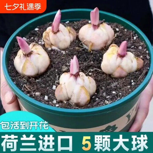 进口香水百合种球四季开花室内外阳台多头百合耐寒好养重瓣种植