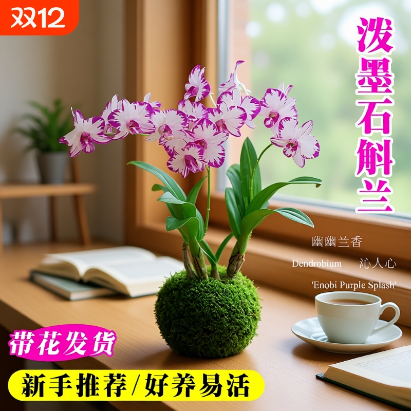 现带花苞名贵白泼墨秋石斛兰花苗室内好养水培盆栽花卉绿植香水