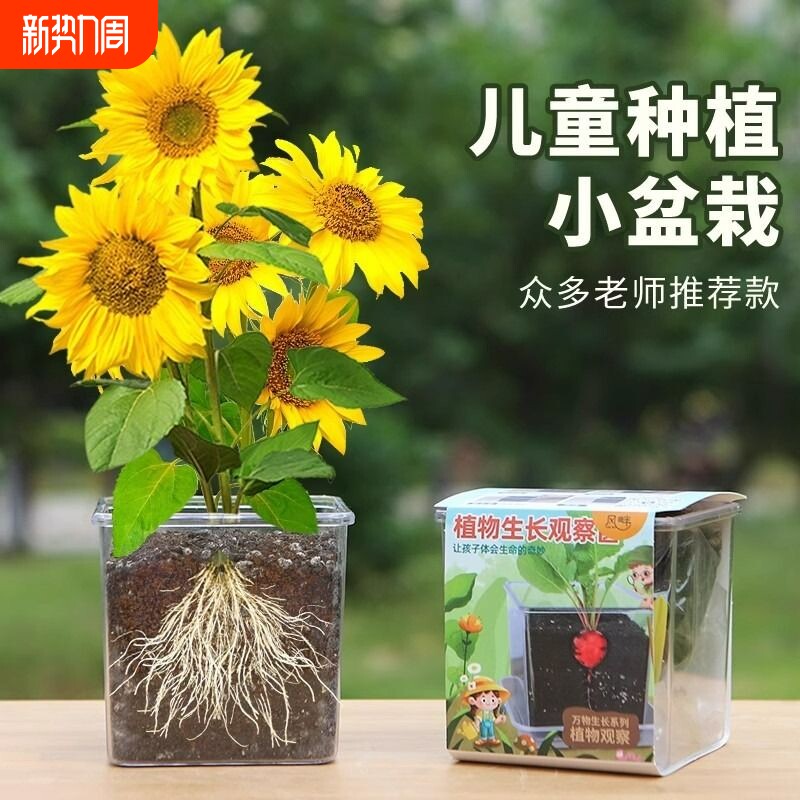 儿童种植小盆栽向日葵种子孑草莓种籽学生科学观察凤仙花实验植物