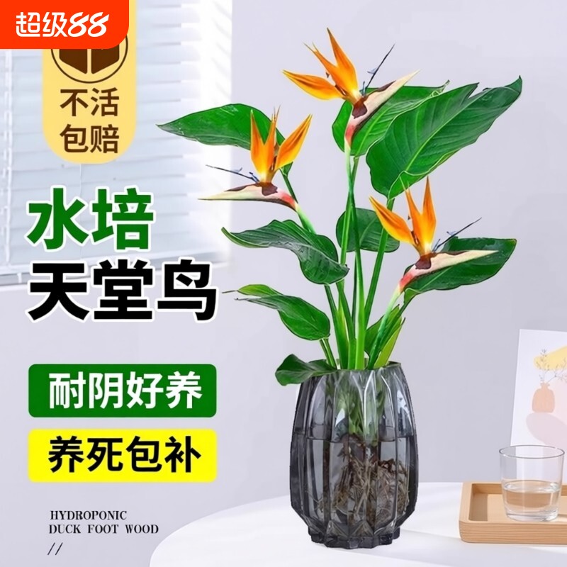 天堂鸟水培植物花卉室内客厅无土水培绿萝盆栽龟背竹好养绿植耐阴图片