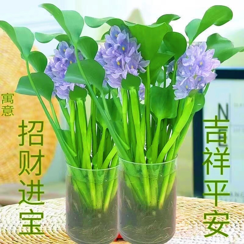 四季常青招财元宝水培花卉水养客厅办公室庭院懒人桌面摆件水培