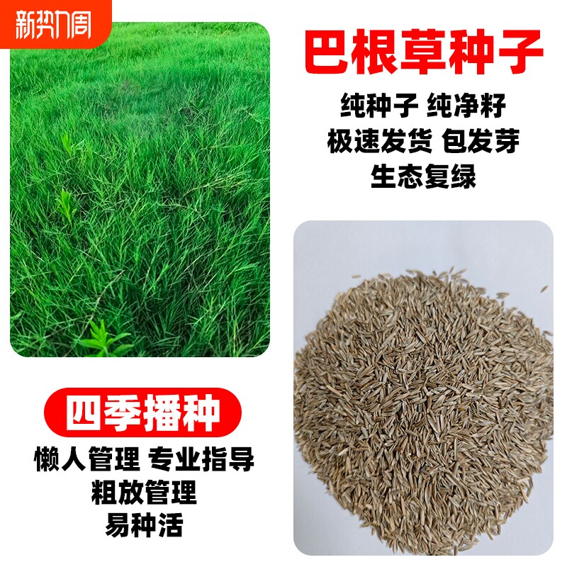 巴根草种子耐热耐旱耐践踏四季常青护坡固土矮生绿化草籽草坪牧草