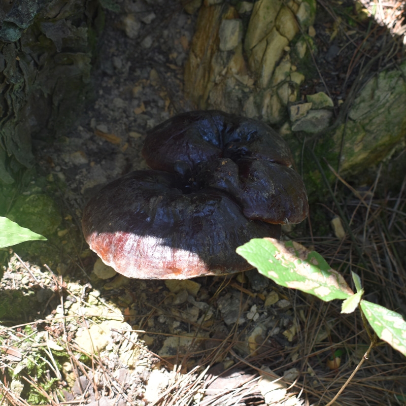 贵州深山野生黑灵芝整个 正宗野生灵芝正朵正品干货 可泡酒可泡茶