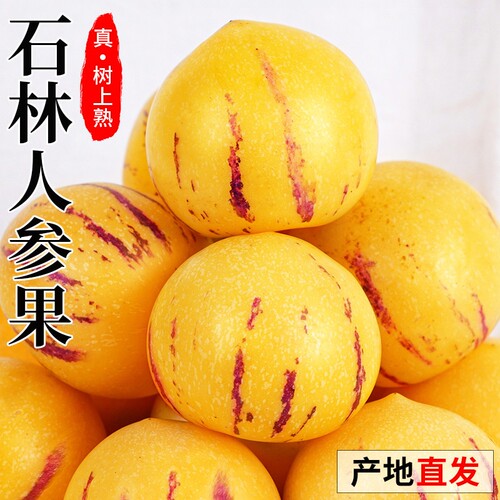 【云南石林人参果树上熟黄肉】