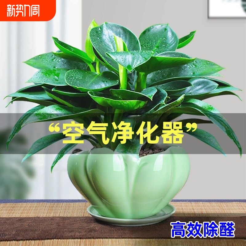 金钻盆栽绿植绿萝箩水培植物室内花卉办公室客厅好养阳台办公桌