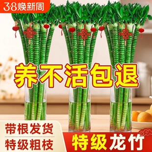 带根文昌竹龙竹观音竹转运竹富贵竹绿植水养客厅室内盆栽水培茶桌