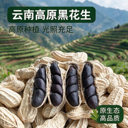 云南黑花生带壳黑皮花生农家自晒花生新货生吃紫皮花生黑花生富硒