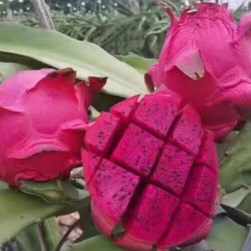 红心火龙果新鲜当季红肉