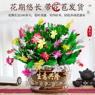 开花不断 蟹爪兰盆栽带花苞多色花卉室内阳台绿植净化空气好养多季
