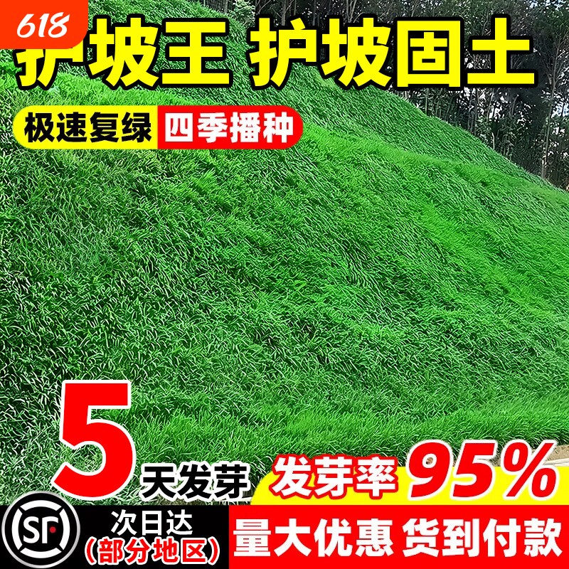 草坪草籽护坡固土狗牙根庭院四季常青矮生绿化黑麦草地毯草皮种子