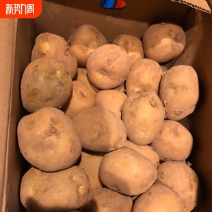 甘肃定西新鲜黄心土豆沙面软糯农家自种整箱 马铃薯 包邮