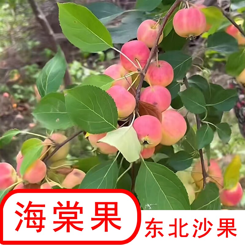东北海棠果沙果海棠果图片