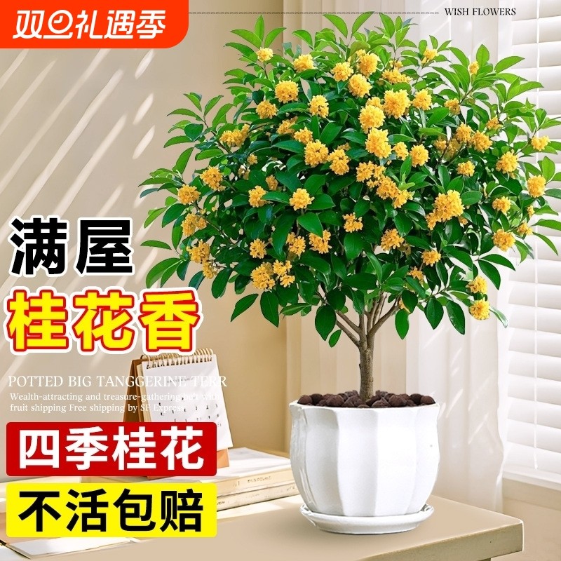 嫁接桂花树苗阳台庭院耐寒盆景老桩浓香花卉绿植物四季开小金丹桂