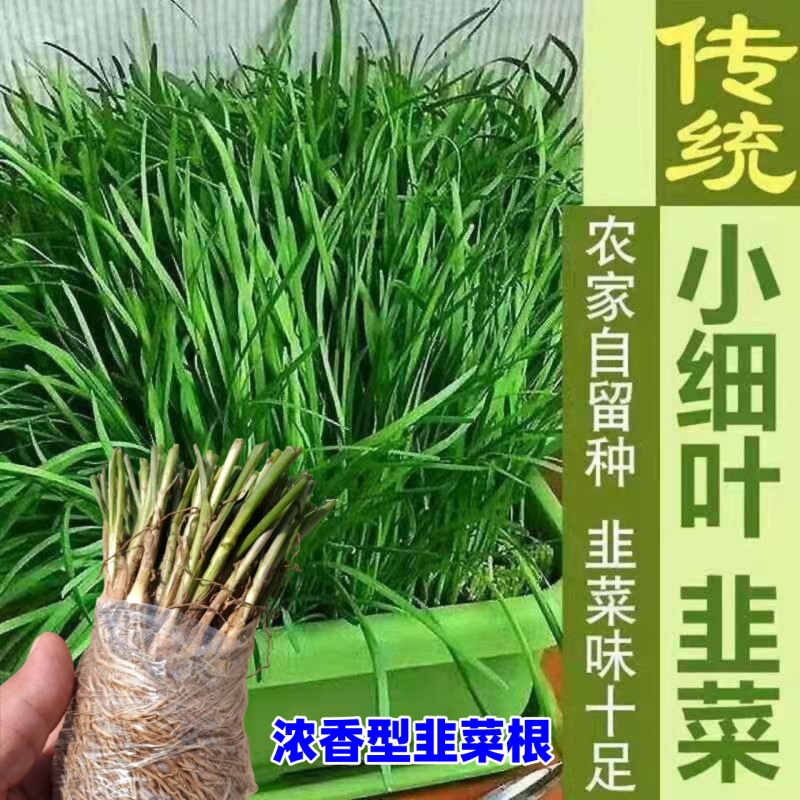 小叶香韭菜籽种本地根苗宽叶紫根红根种籽子种子细耐热寒阳台盆栽