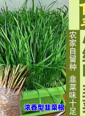 小叶香韭菜籽种本地根苗宽叶紫根红根种籽子种子细耐热寒阳台盆栽