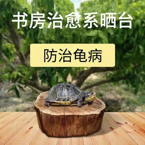 龙眼木乌龟晒台中型摆件