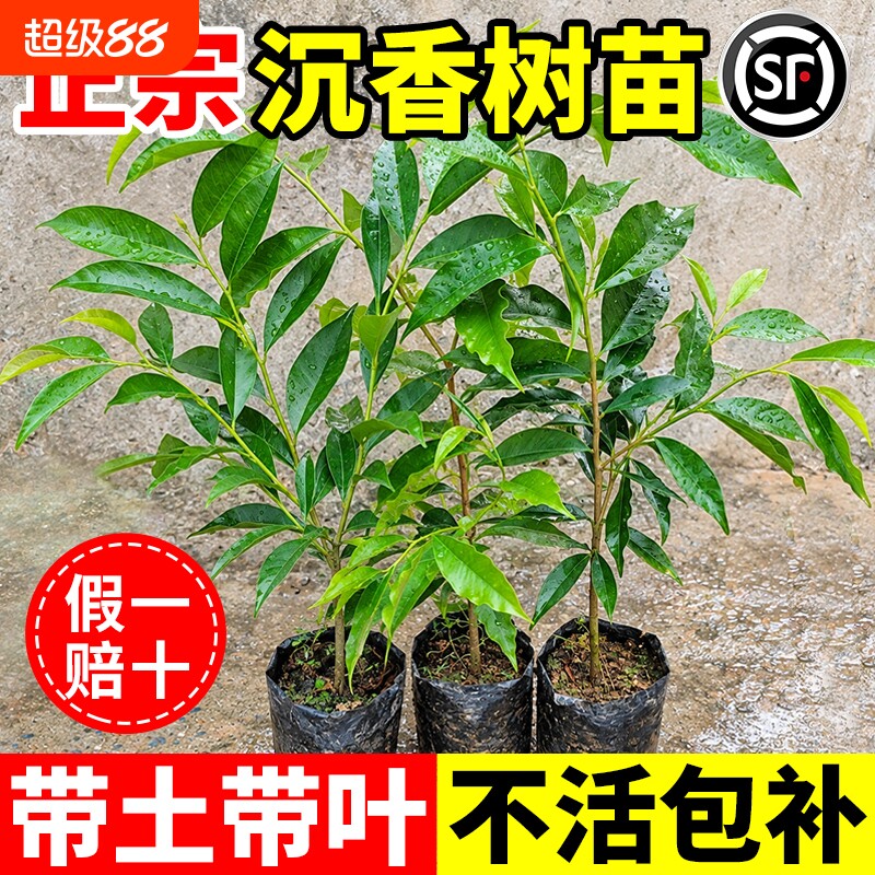 正宗奇楠沉香树苗庭院盆栽金丝楠木小叶紫檀名贵绿植四季常青树苗图片
