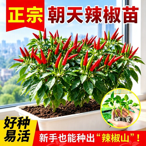【全网热销100w】特级辣椒大苗