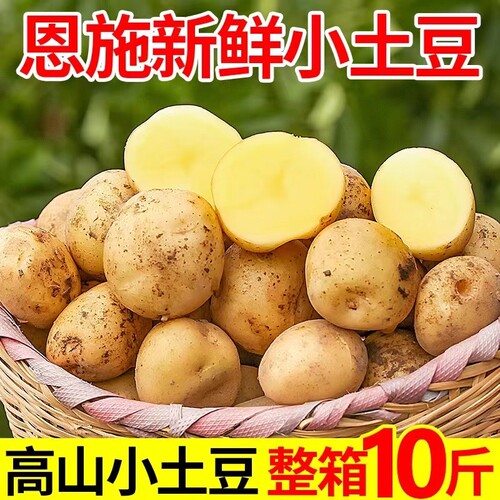 新鲜恩施小土豆正宗高山现挖黄心土豆蔬菜士豆迷你马铃薯洋芋自种
