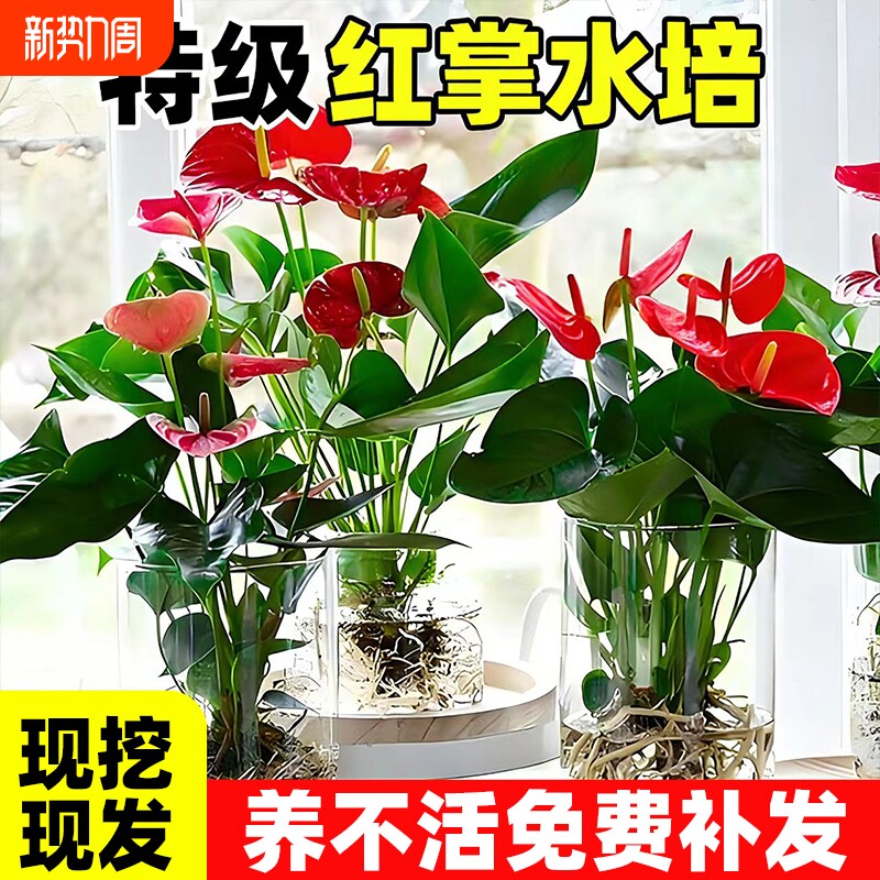 红掌水培盆栽带花鸿运当头一帆风顺大叶大花精品花卉植物水养绿植