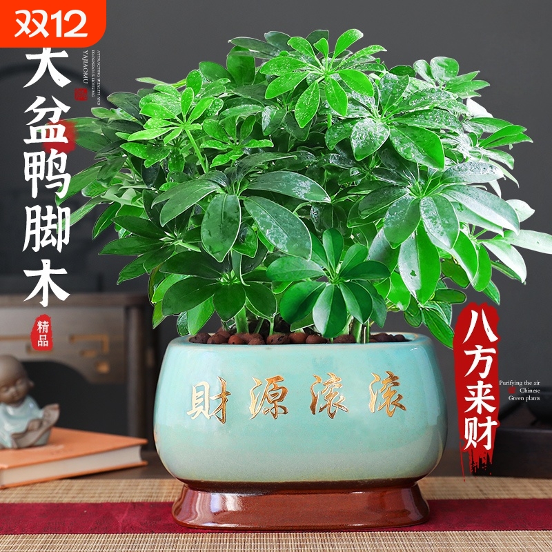 八方来财水培鸭脚木四季常青室内绿植物盆栽发财树苗旺宅客厅招财