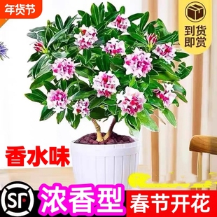 金边瑞香盆栽浓香型带花苞植物室内花卉老桩秋冬养耐寒客厅开花