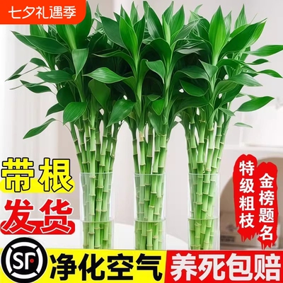 水培植物富贵竹室内盆栽绿植客厅粗杆带根水养招财特级节节高竹子