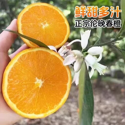 正宗伦晚脐橙秭归手剥橙子