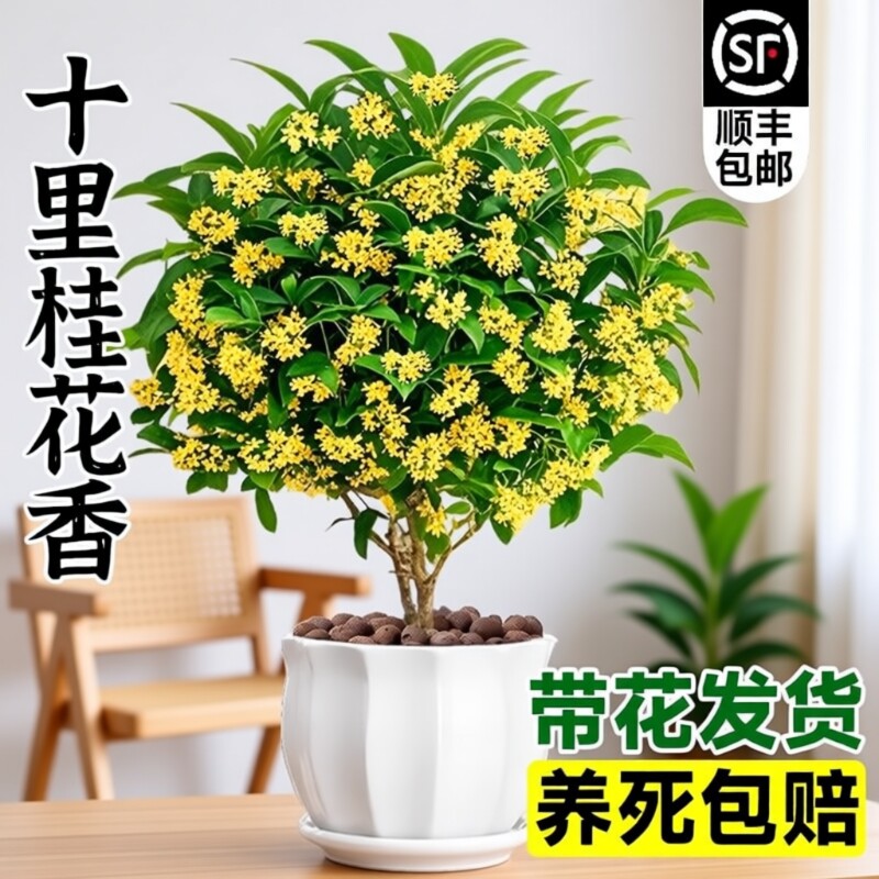 四季桂花树苗盆栽老桩花卉八月桂室内客厅绿植好养阳台浓香型植物