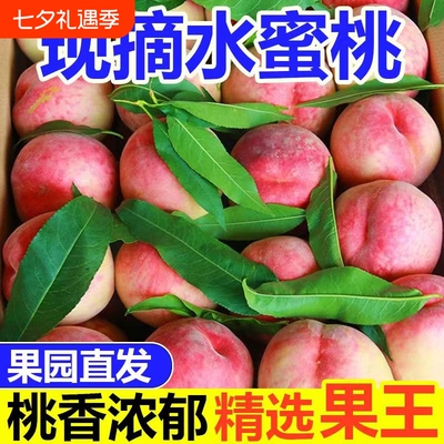 桃子正宗水蜜桃毛桃新鲜应季孕妇水果现摘脆桃脆甜蜜桃整箱批发