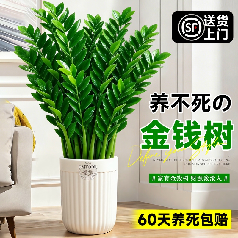 金钱树客厅大盆栽室内型绿