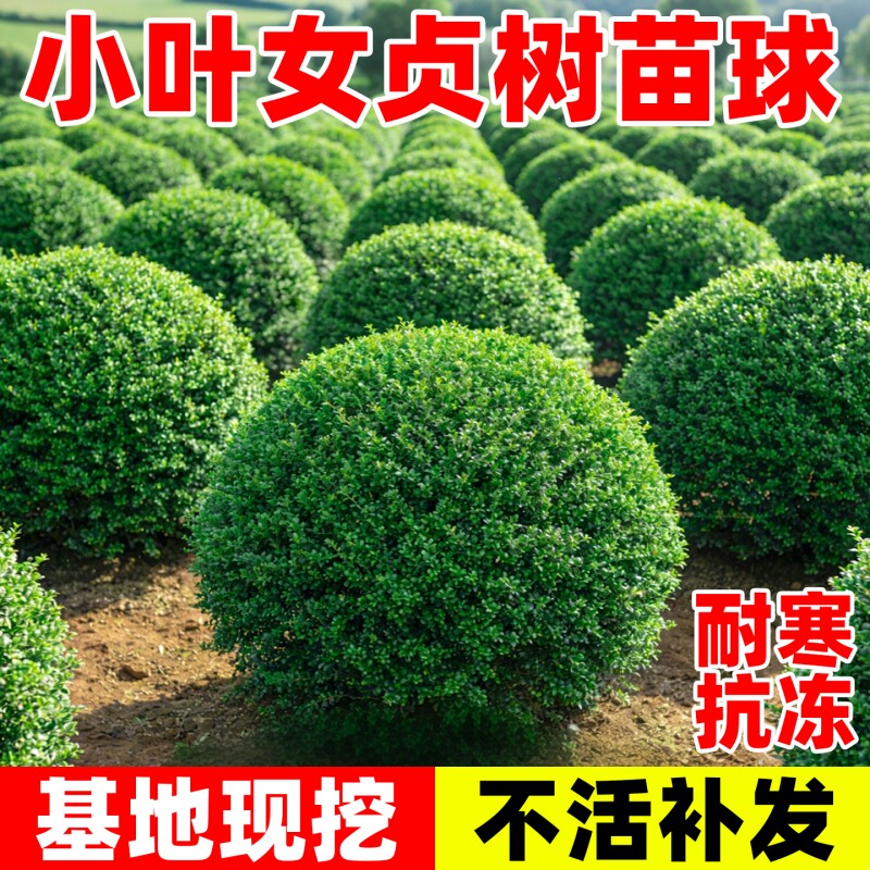小叶女贞树苗球冬青球大叶黄杨小叶女贞棒棒糖庭院绿化工程苗木