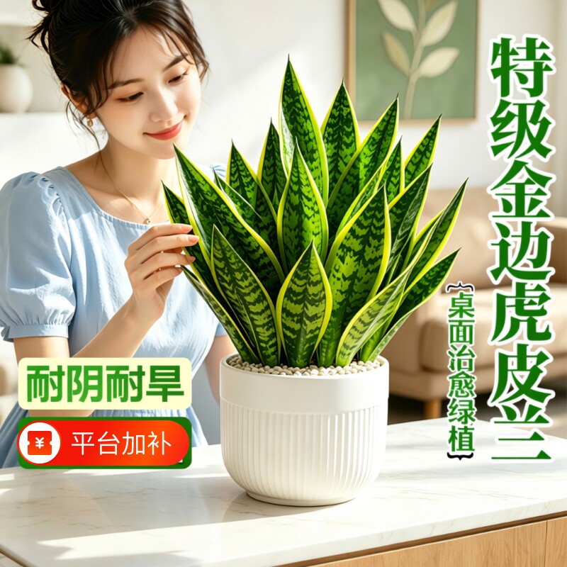 金边虎皮兰绿植除室内甲醛桌面植物花卉清新空气好养虎尾兰盆栽