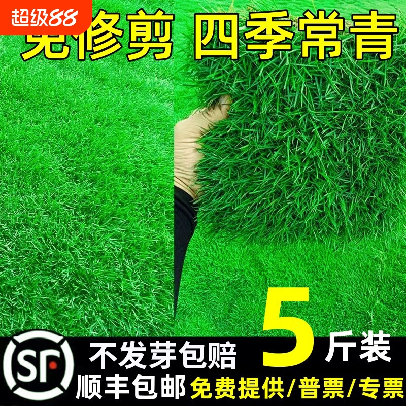 草坪草籽四季常青护坡狗牙根地毯草马尼拉种庭院绿化黑麦草皮种子