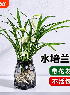 水培植物兰花苗盆栽建兰室内好养耐寒兰草名贵花卉带花苞客厅开花