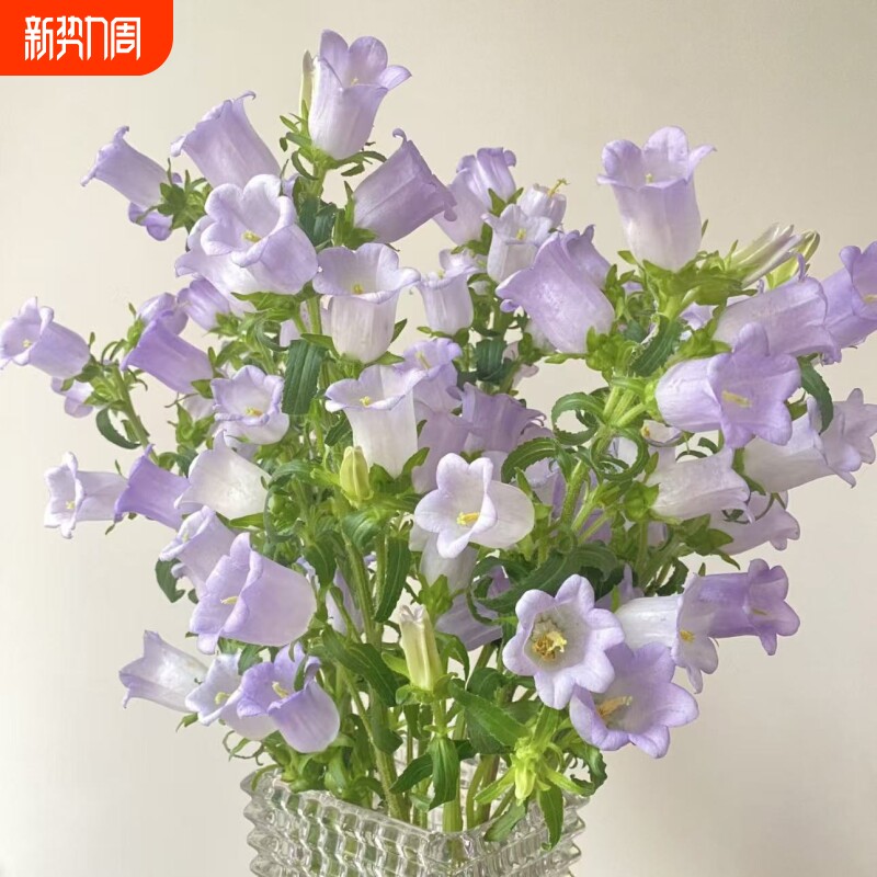 风铃花鲜花真花花束云南基地直发水培养家用鲜切花小清新花束批发