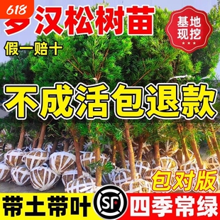 罗汉松树苗盆景小叶雀舌室外庭院盆栽地栽造型名贵绿化苗耐寒耐阴