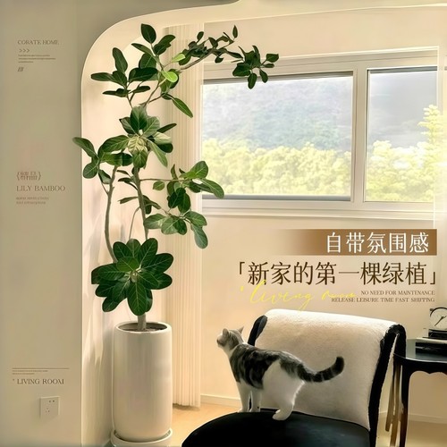 孟加拉榕盆栽大型绿植黄金榕高山榕树面包树室内客厅落地植物好养