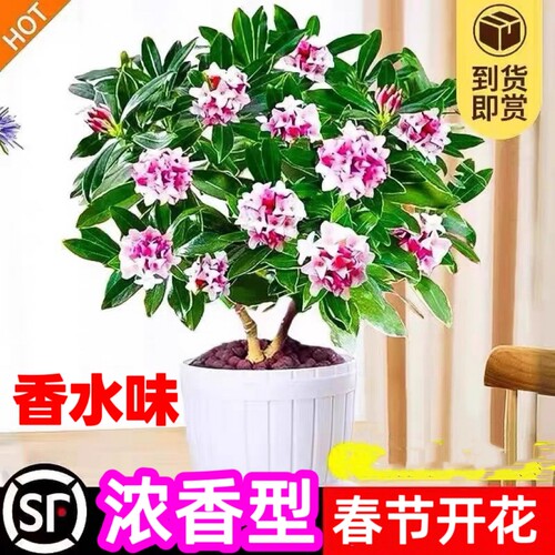 金边瑞香盆栽浓香型植物室内花卉老桩秋冬养耐寒客厅阳台开花庭院