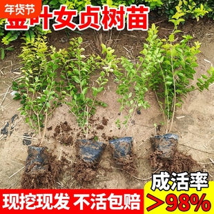 金叶女贞树苗四季常青耐寒工程绿化苗小叶女贞北方庭院绿篱灌木苗
