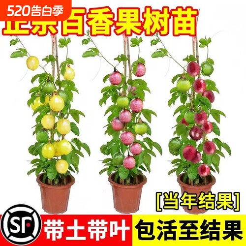 钦蜜黄金百香果树苗四季不