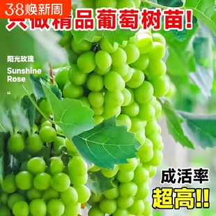 葡萄树苖阳光玫瑰果树果苗盆栽晴王南方种植巨峰无籽提子爬藤树苗